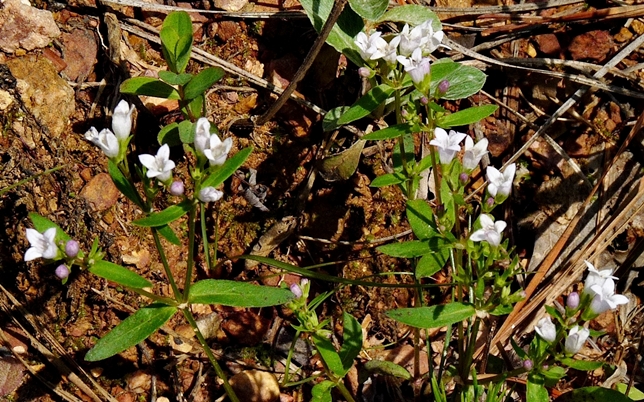 {Houstonia lanceolata}